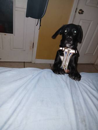 Lab mix almost 8 months puppy rehomeing (Pascagoula)63482160557443124