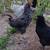 Easter Egger Roosters 2 thumbnail