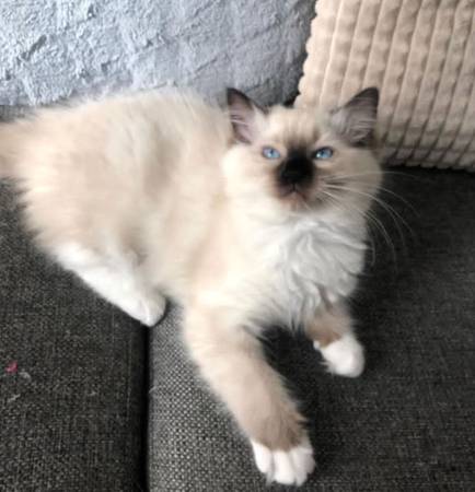 Ragdoll Superkitten (970-5five0-0571)63687900796547120