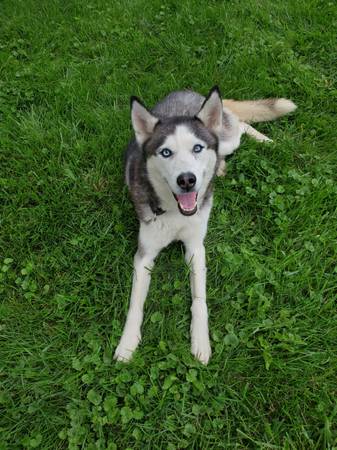 Gorgeous Siberian Husky (girl) Needs Forever Home63844233974913124