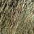 Grass Hay 2 thumbnail