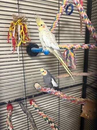 Two partially tame Cockatiels (College Station)
