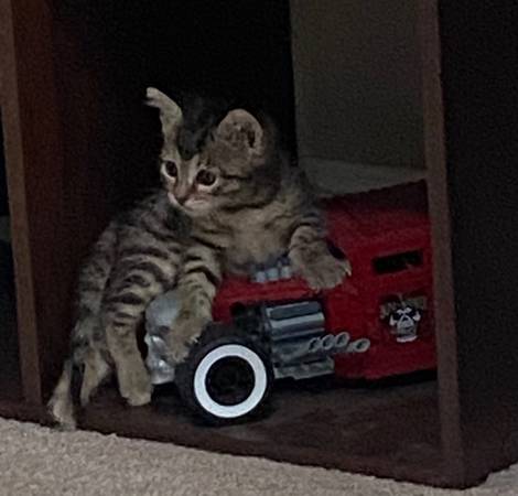 Two kittens ready to adopt (females)63913719237634121
