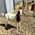 Boer Buck 5 thumbnail