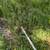 Lawn Mowing ☮️🕊️🌱🍃🌿 Prosperity Services 7 thumbnail
