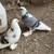 pigeons 10 thumbnail