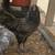 Young rooster 2 thumbnail