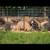 Kune kune mix 3 thumbnail