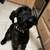 Akc giant schnauzer female free 1 thumbnail