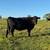 Bred cows 1 thumbnail