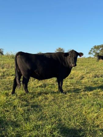 Bred cows 1