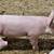 Yorkshire pigs 4 thumbnail