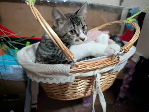 Good home kitties small rehoming fee (Woodland)63848875313409120