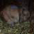 Holland lop pedigree 3 thumbnail