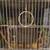 Four bonded parakeets 2 thumbnail