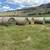 Round bales alfalfa/ orchard , Timothy mix 1 thumbnail