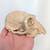 Group of Bone & Skeleton Related Halloween Decor 4 thumbnail