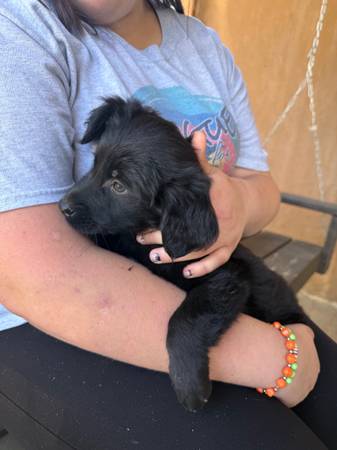 Golden Aussie puppies (Jonesborough)63693105015169120