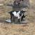 Billy goats for sale 4 thumbnail