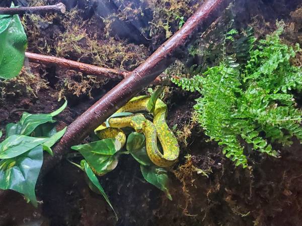 Biak Green Tree Python with terrarium63839343942657120