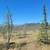 Vilas County, Cloverland Township.  15.4 Acres 12 thumbnail