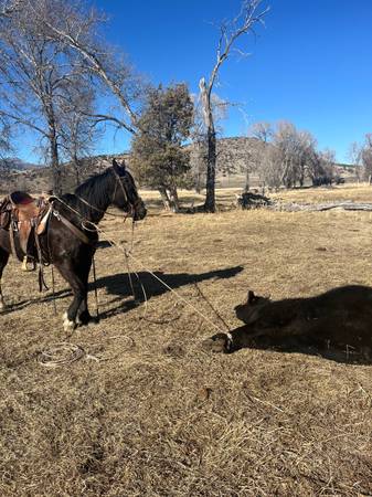 Coming 8 yr old draft cross mare 1