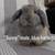 Holland Lop Bunnies Born 8/20/25 7 thumbnail