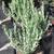 1 gallon Succulent - Senecio anteuphorbium (Swizzle Sticks) 5 for $20 6 thumbnail