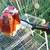 Stihl FS76 String Trimmer (Weed-Eater) 5 thumbnail