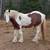 💥PENDING! Registered purebred Gypsy Vanner gelding 💥 3 thumbnail