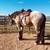 Horse Training 3 thumbnail