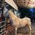 8 year old paint gelding 1 thumbnail