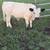Bull calf 1 thumbnail