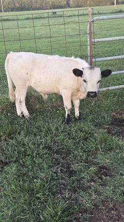 Bull calf 1