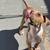 Rehoming Extra Large Pit Bull Puppies 2 thumbnail