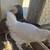 5 Young pullets 3 thumbnail