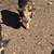 Kune Kune Piglets 3 thumbnail