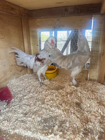 Gallina de pelea americana - $60 (Turlock)63470292450689122