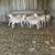 Sheep 3 thumbnail