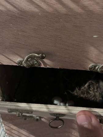 Lovebird Pair (Chicago)63844233942529121