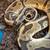 Od enchi leopard ball python 3 thumbnail