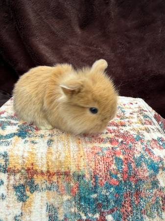 Holland lop/Lionhead mix bunnies 1