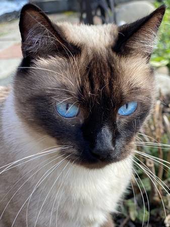 Gata hembra (Gresham)593451140493486081