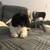 Maltipoo 4 thumbnail