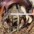 15” Roping saddle 3 thumbnail