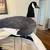 Goose Decoys - White Rock 1 thumbnail