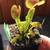 Carnivorous Plants Large Selection! Pitcher Plant Venus Flytrap Sundew 2 thumbnail