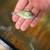 Live fish 8 thumbnail