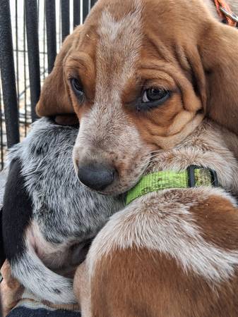 Beagles $150 (Pasco)590290266809978885