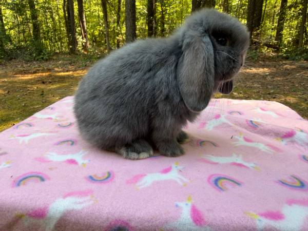 Holland lops 1